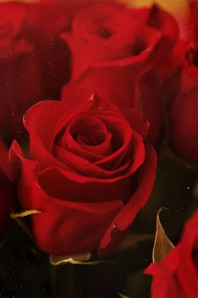 Fresh Red Roses Garden — Stock Photo, Image