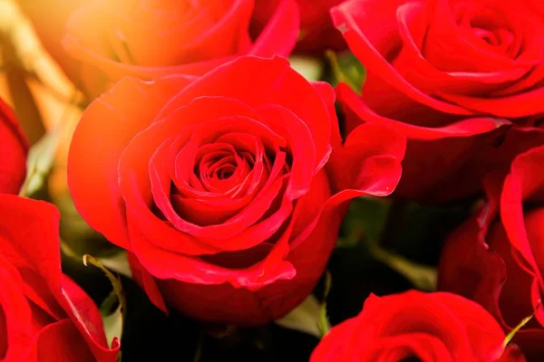 Свежие Красные Розы Саду — стоковое фото
