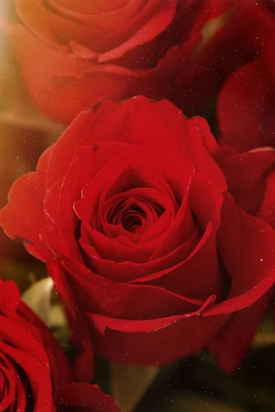 Frische Rote Rosen Garten — Stockfoto