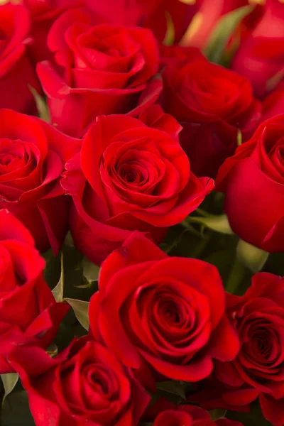 Strauß Frischer Roter Rosen — Stockfoto