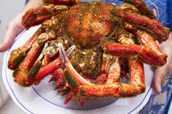 hands holding plate with seafood, crab or giant spider crab