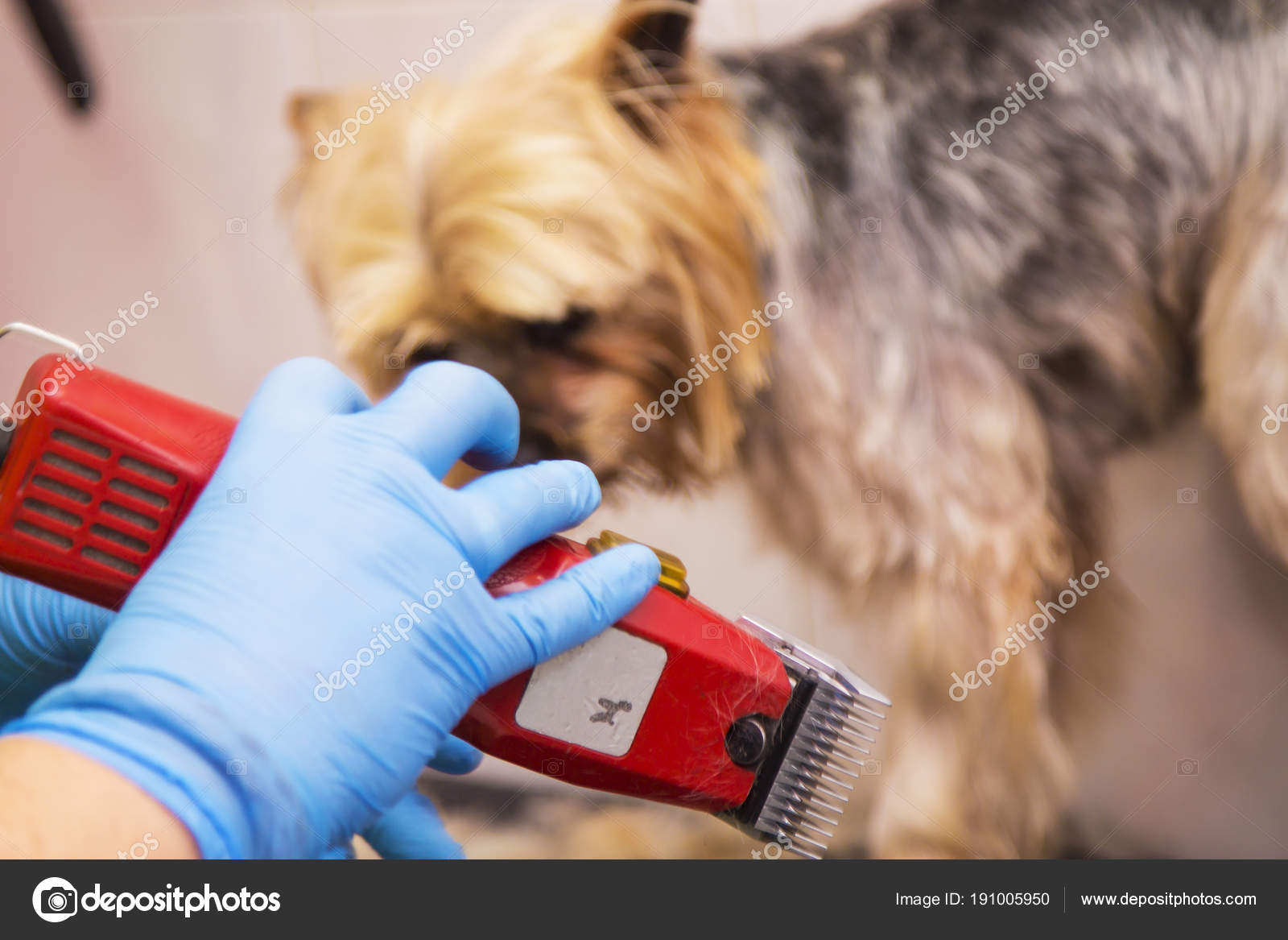 Cutting Dog Hair — Stock Photo © tetxu 191005950