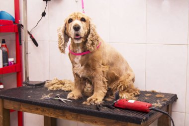 köpek cocker spaniel köpek kuaförü