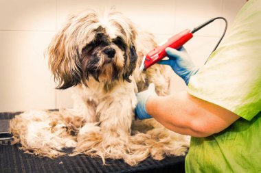 Köpek Kuaförü bir köpeğin saç kesme
