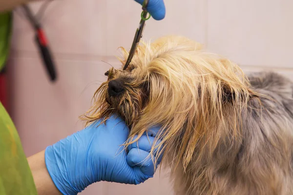 dog at the dog hairdresser, cutting and drying the hair