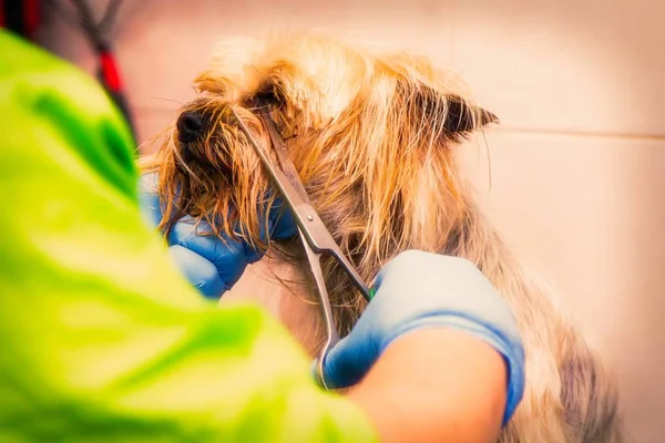 dog at the dog hairdresser, cutting and drying the hair