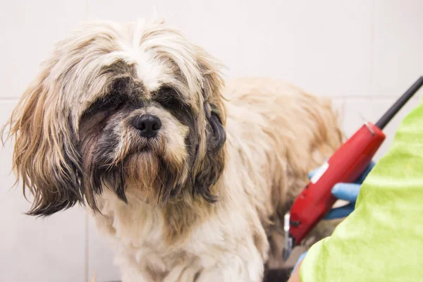 cutting a dog\'s hair at the dog hairdresser