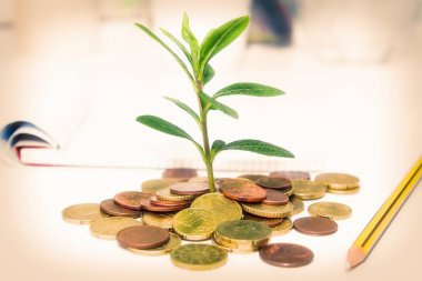 genç bitki, iş kavramı ile ofis masaları sikkelerinde