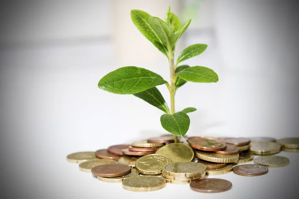 coins on the office table with young plant, business concept