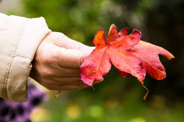 Mano Che Tiene Foglie Rosse Autunno — Foto Stock