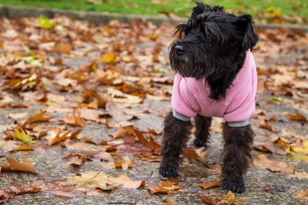 Perro Con Pelaje Otoño Con Hojas Secas — Foto de Stock