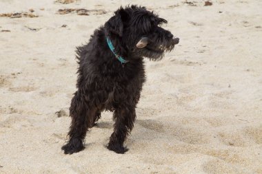 Kumsalda elinde sopayla koşan köpek, deniz kenarında oynayan köpek yavrusu.