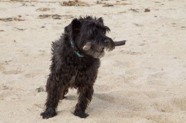 Kumsalda elinde sopayla koşan köpek, deniz kenarında oynayan köpek yavrusu.