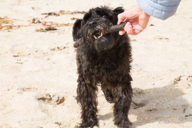 Sahibi ve köpeği sahilde oynuyorlar.