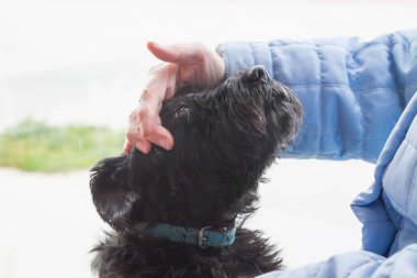 elinde bir köpek sevişme sahibi