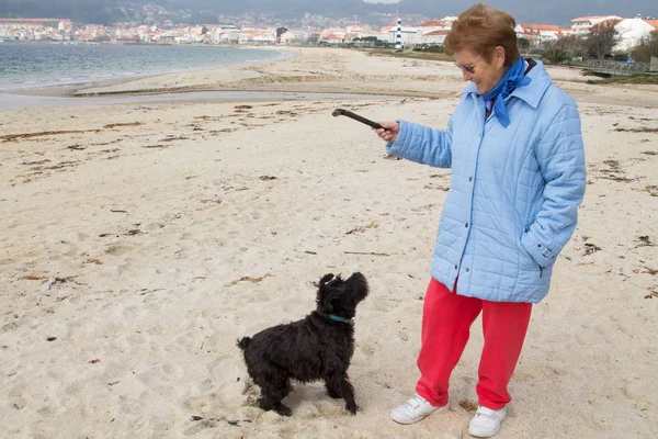 Hund Mit Stock Spielt Mit Seinem Besitzer Welpe Spielt Der — Stockfoto