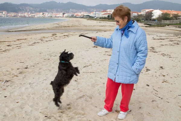 Hund Mit Stock Spielt Mit Seinem Besitzer Welpe Spielt Der — Stockfoto