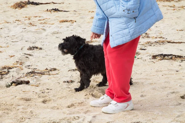 Hund Mit Stock Spielt Mit Seinem Besitzer Welpe Spielt Der — Stockfoto