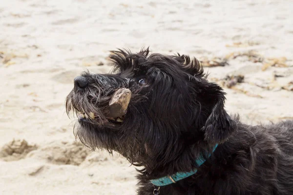 dog with a stick running along the beach, puppy playing near the sea