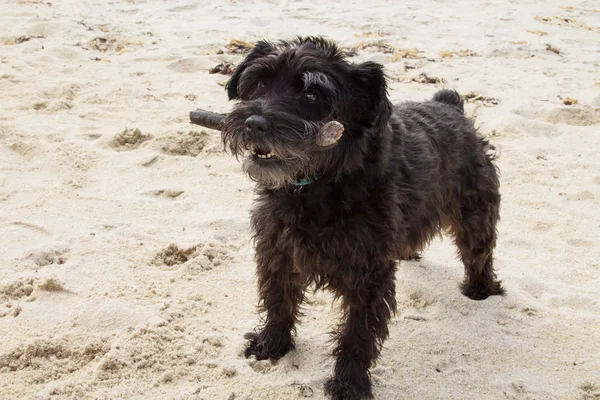 Hund Mit Stock Läuft Strand Entlang Welpe Spielt Meer — Stockfoto