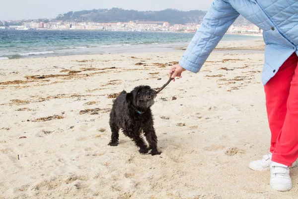 Chien Avec Bâton Courant Long Plage Chiot Jouant Près Mer — Photo