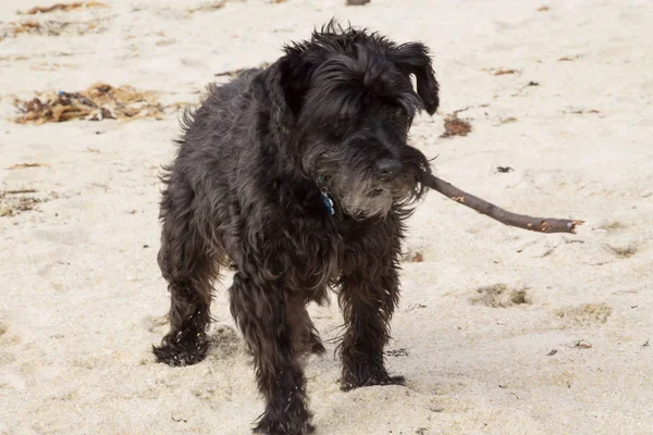 dog with a stick running along the beach, puppy playing near the sea