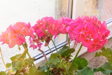 Penceredeki kırmızı sardunyaları kapat