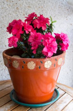 Terasta pembe açelyalar var.