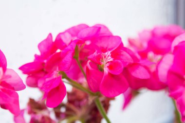 Penceredeki kırmızı sardunyaları kapat