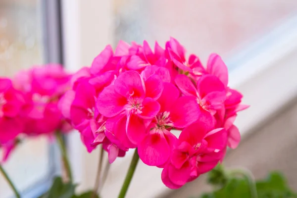 Closeup Red Geraniums Window — Stock Photo, Image