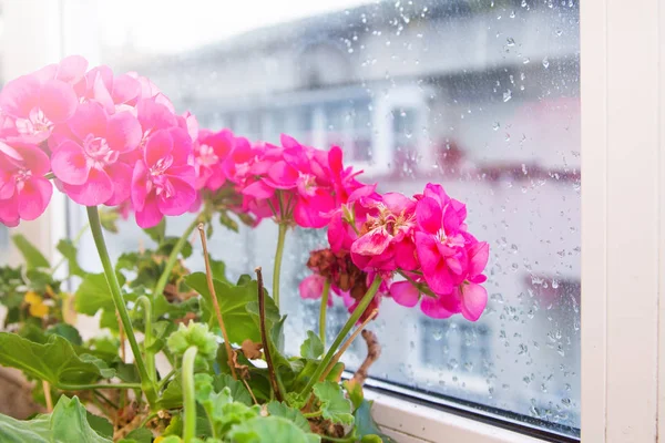 Nahaufnahme Von Rosa Geranien Fenster — Stockfoto