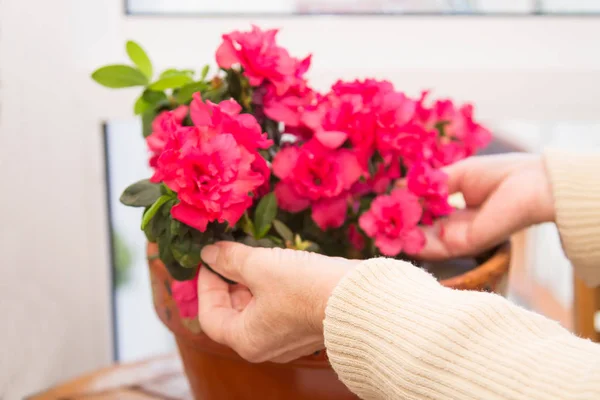 Frau Pflanzt Blumen Balkontopf Gartenkonzept — Stockfoto