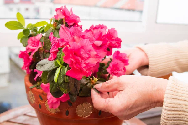 バルコニーの鍋に花を植える女性園芸の概念 — ストック写真