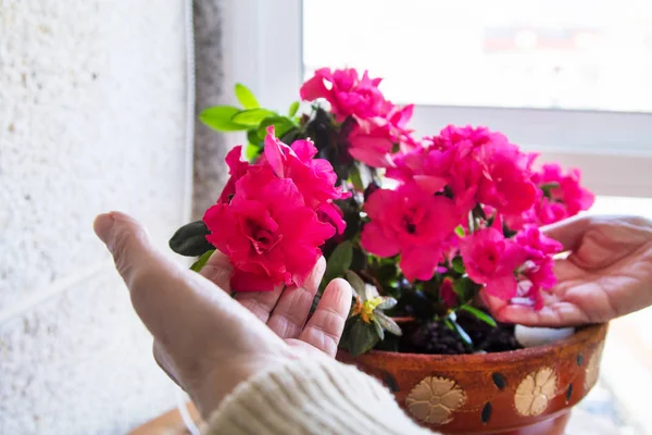 Frau Pflanzt Blumen Balkontopf Gartenkonzept — Stockfoto