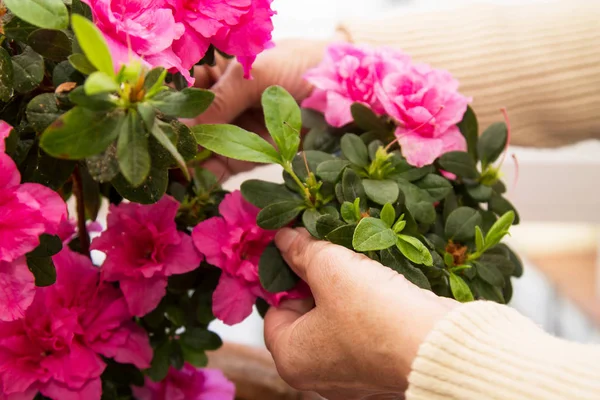 庭師の手がテラスに花を配置し クローズアップ写真 — ストック写真