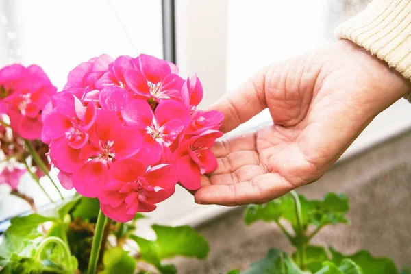 花や園芸の概念を持つ花の鉢から頑丈さを取り除き — ストック写真