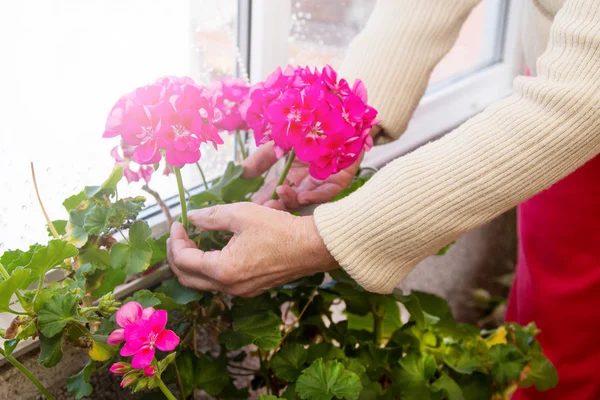 庭にお花を並べる女の手 — ストック写真