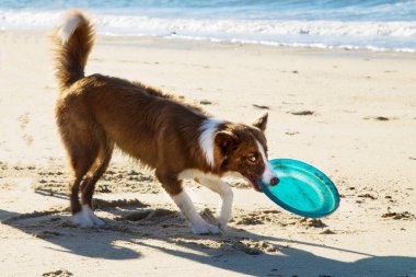 Köpek kumsalda frizbiyle oynuyor.