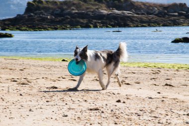 Köpek kumsalda frizbiyle oynuyor.