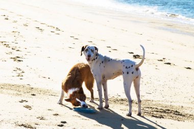 Köpekler kumsalda frizbiyle oynuyorlar.