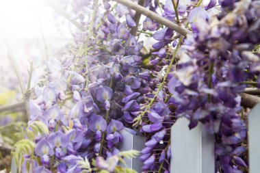 bahar sınırı ya da arkaplan sanatı ile çiçek açan leylak ağacı