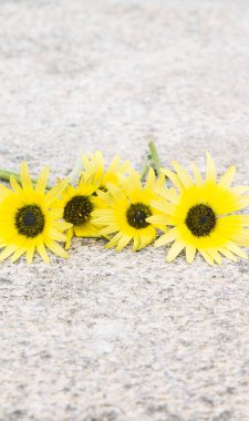 Taş zeminde papatyalar