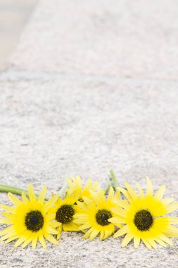 Taş zeminde papatyalar