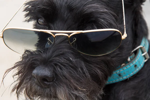 带着太阳镜的狗在海滩上 — 图库照片
