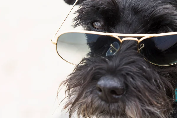 Hund Stranden Med Solglasögon — Stockfoto