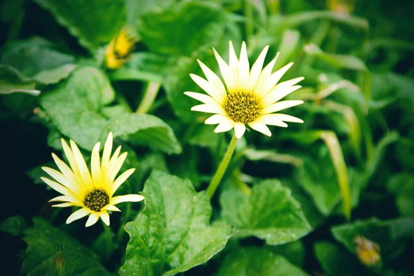 Feld Voller Gelber Gänseblümchen — Stockfoto