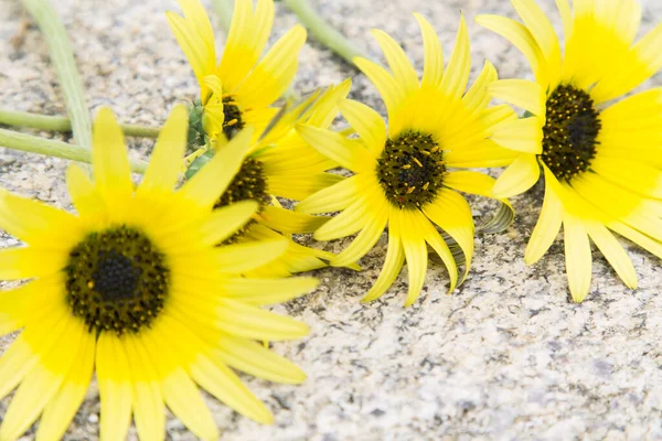 Gänseblümchen Auf Steinhintergrund — Stockfoto