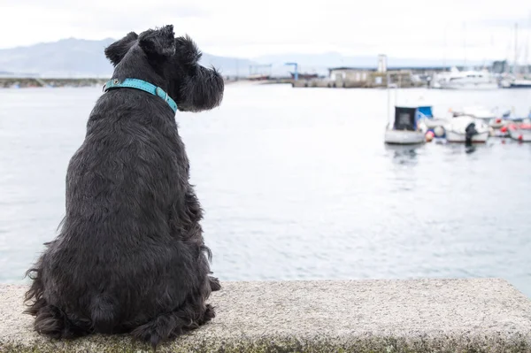 Cão Sentado Olhando Para Marina — Fotografia de Stock