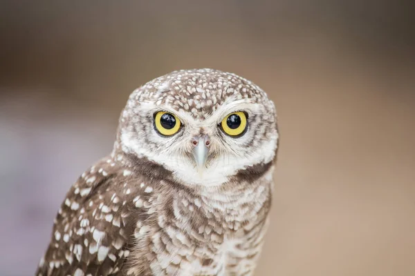 Little owl on a pole — Stock Photo, Image