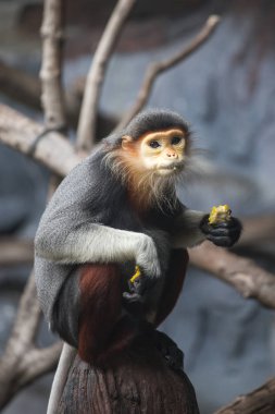 Ağaçta oturan şirin bir maymunun yakın plan fotoğrafı.